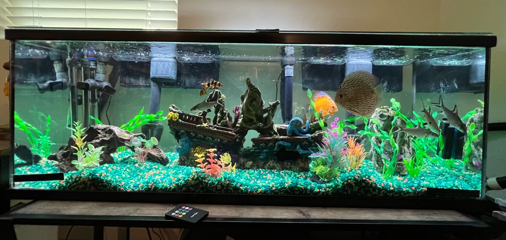 Long freshwater tank with discus and a shipwreck display