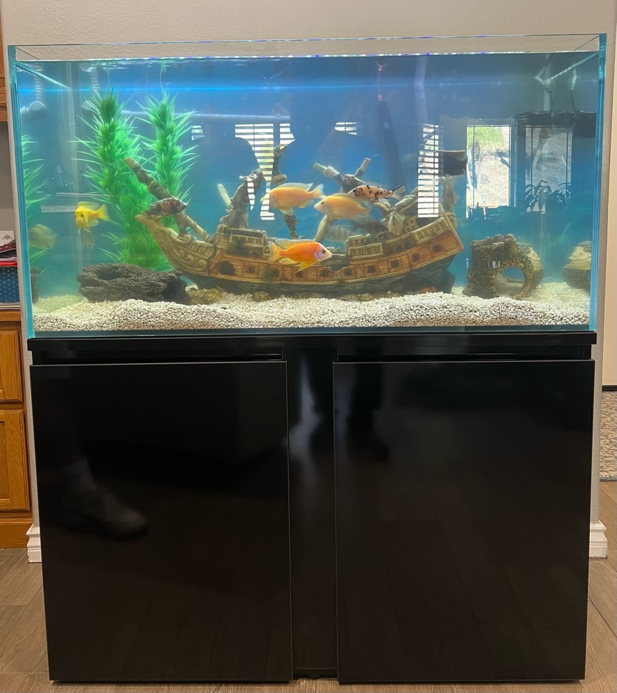 Freshwater cichlid tank with a sunken ship on a gloss black stand