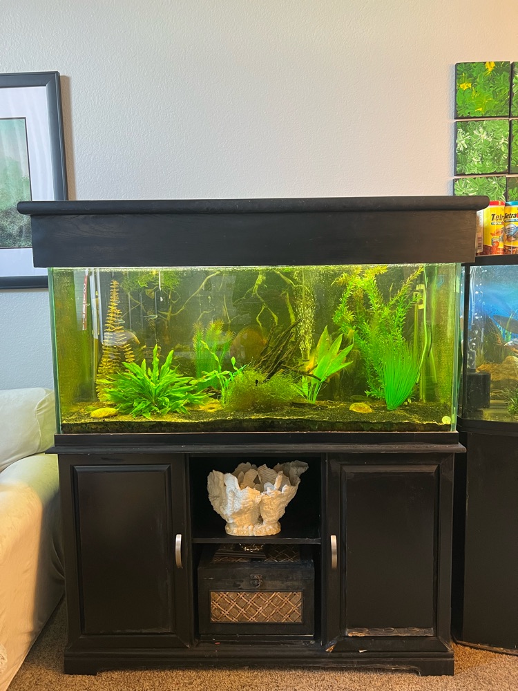 Planted freshwater aquarium with live plants and a natural substrate