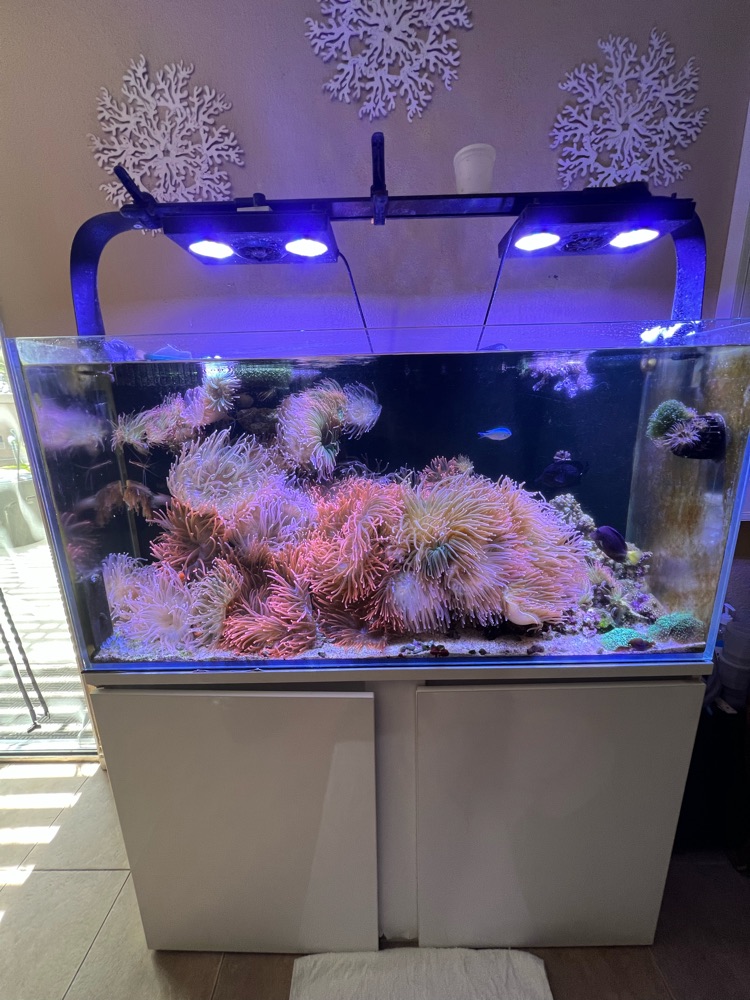 Reef aquarium with a large pink soft coral colony under LED lighting