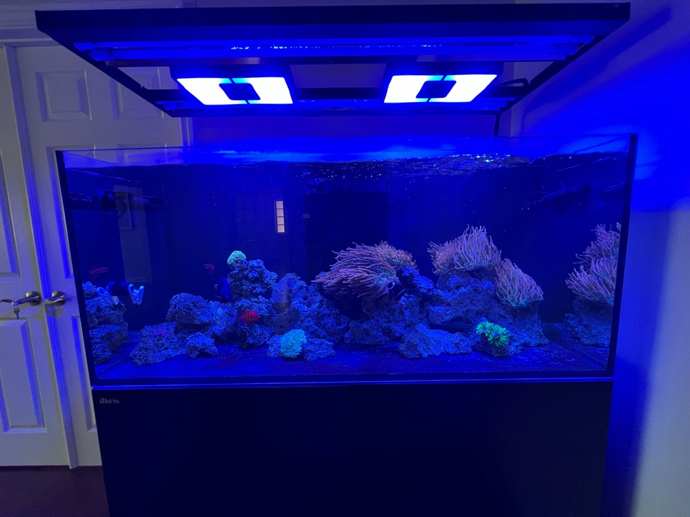 Large reef tank with anemones glowing under blue lighting