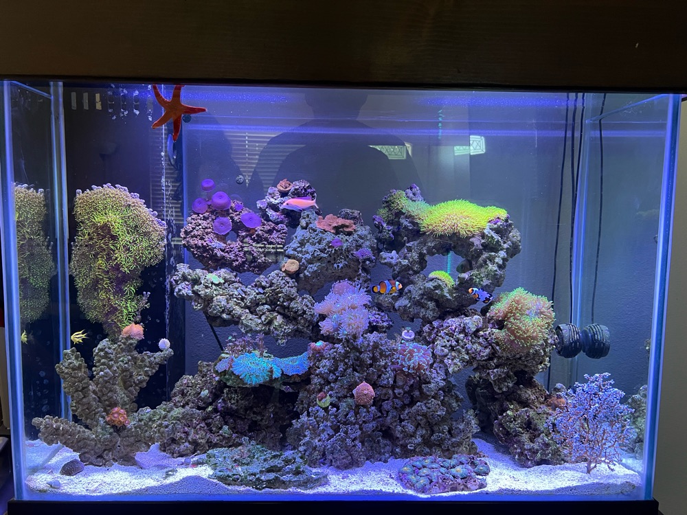 Mixed reef tank packed with colorful corals and a clownfish